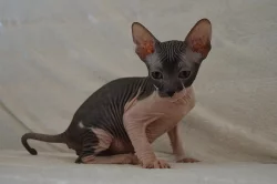 Don Sphynx koťátka s PP k rezervaci
