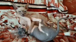 Don Sphynx koťátka s PP k rezervaci