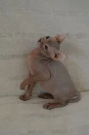 Don Sphynx koťátka s PP k rezervaci