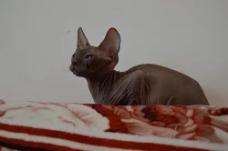 Don Sphynx koťátka s PP k rezervaci