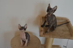 Don Sphynx koťátka s PP k rezervaci