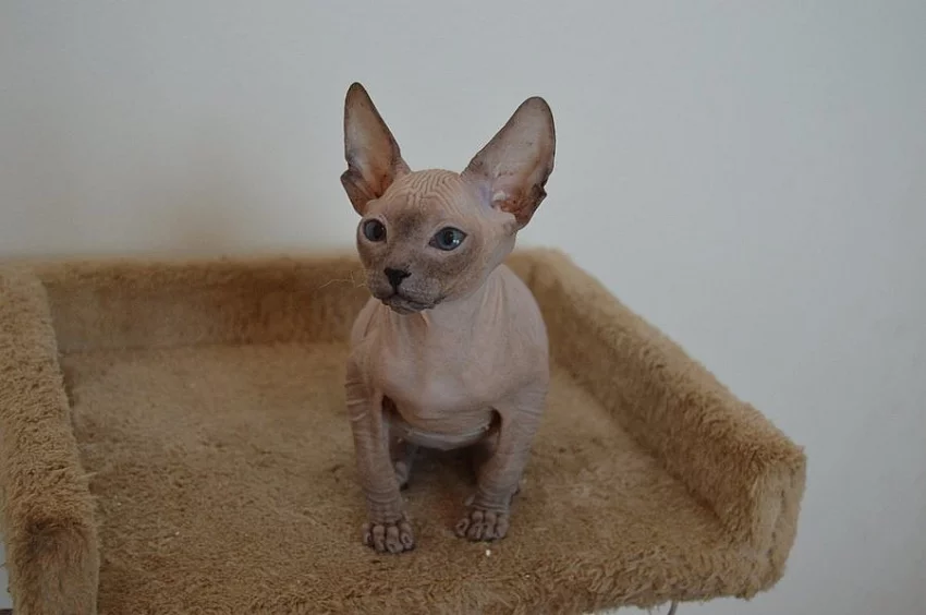 Don Sphynx koťátka s PP k rezervaci
