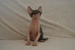 Don Sphynx koťátka s PP k rezervaci