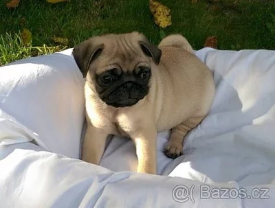 Krásná mops štěňata s pp