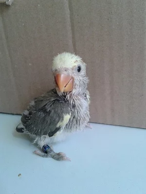 Ručně dokrmený agapornis růžohrdlý
