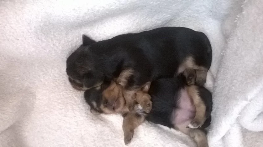 Jorkšírský teriér