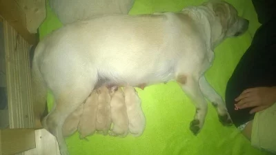 Štěňata labradorského retrívra s PP
