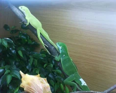 Brachylophus fasciatus