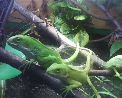 Brachylophus fasciatus