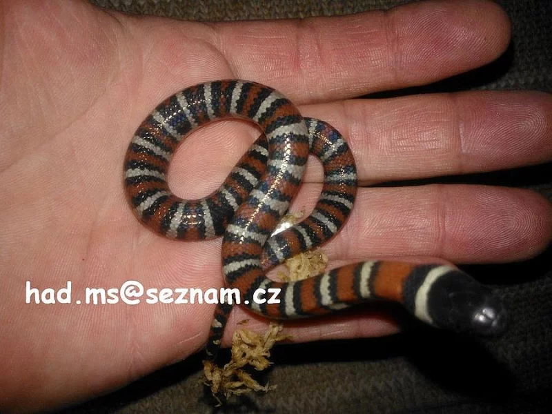 Korálovka Lampropeltis ruthveni