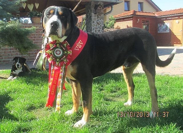 Velký švýcarský salašnický pes štěňata s PP k odběru