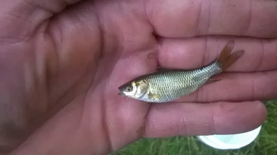 Násada kapra, plůdek amura, lín