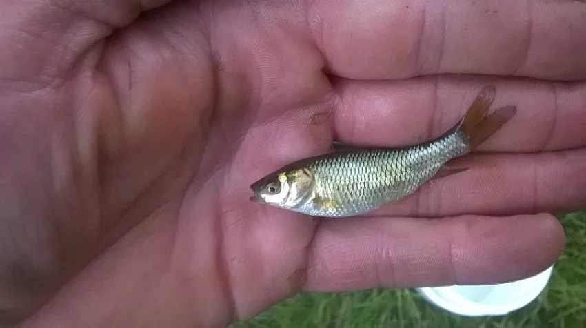 Násada kapra, plůdek amura, lín