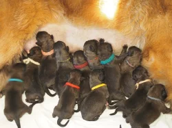 Štěňata leonbergera s PP