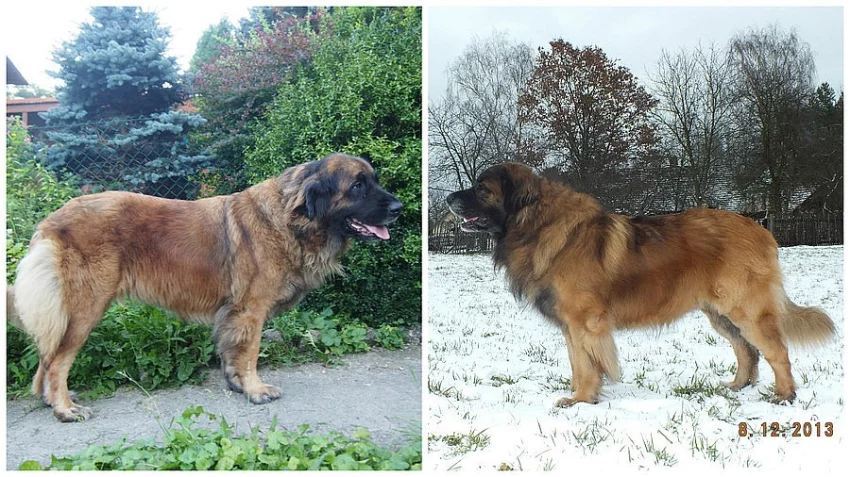 Štěňata leonbergera s PP