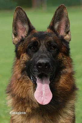 Prodám štěňata německých ovčáků s PP