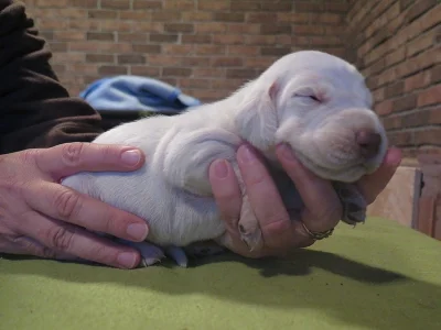 Italský spinone