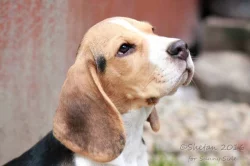 Beagle / Bígl / štěně s PP