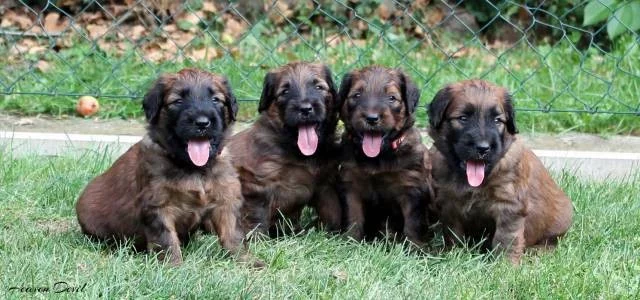 Briard - plavá štěňátka