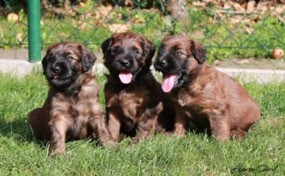 Briard - plavá štěňátka