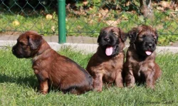 Briard - plavá štěňátka