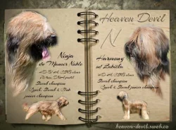 Briard - plavá štěňátka
