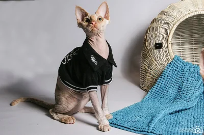 devon rex
