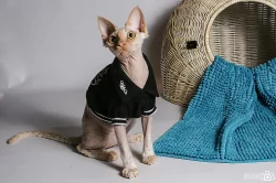 devon rex
