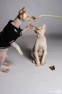 devon rex