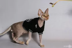 devon rex