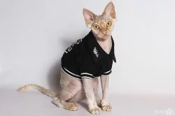 devon rex