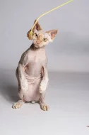 devon rex