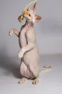 devon rex