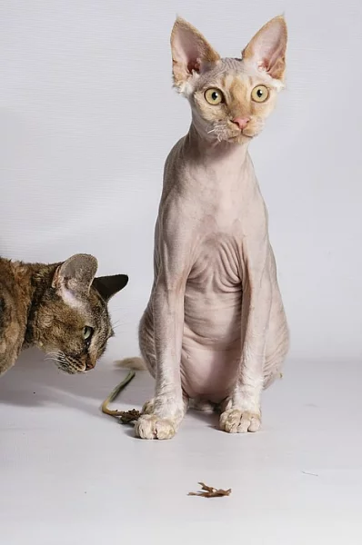 devon rex