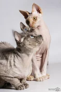 devon rex