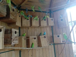 Papoušci - různé druhy
