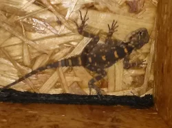 Agama hardun - Laudakia stellio picea