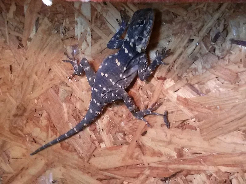 Agama hardun - Laudakia stellio picea