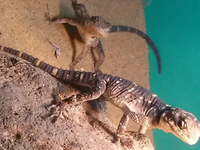 Agama hardun - Laudakia stellio picea
