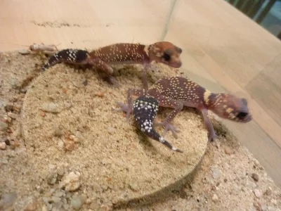 Nephrurus milli