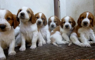 Štěňata Welsh springer spaniel
