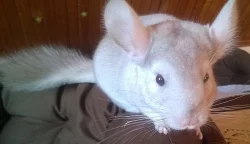 Miminka činčily