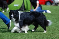 Border kolie s PP