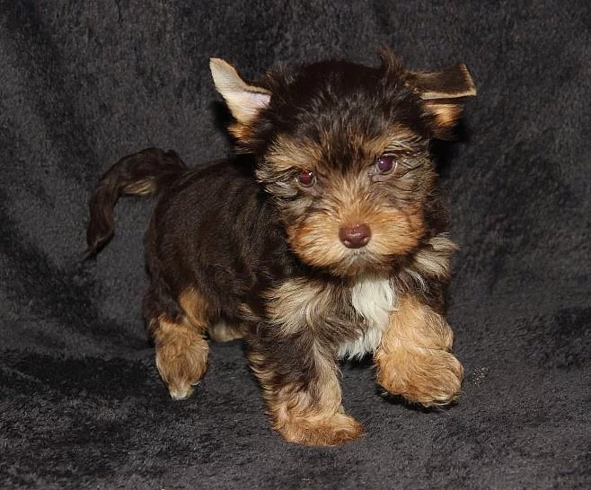 Jorkšírský teriér - čokoládový