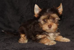 Jorkšírský teriér - čokoládový