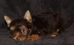 Jorkšírský teriér - čokoládový