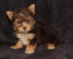 Jorkšírský teriér - čokoládový