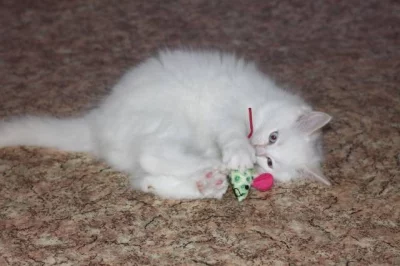 Kocourci ragdoll s PP