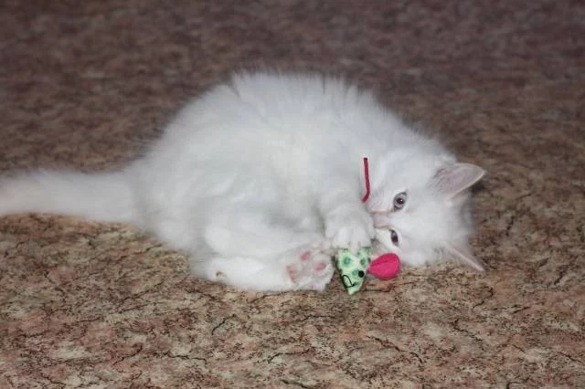 Kocourci ragdoll s PP