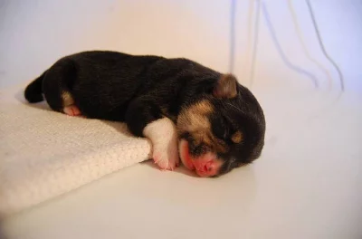 Welsh Corgi Pembroke - trikolorní fenečka